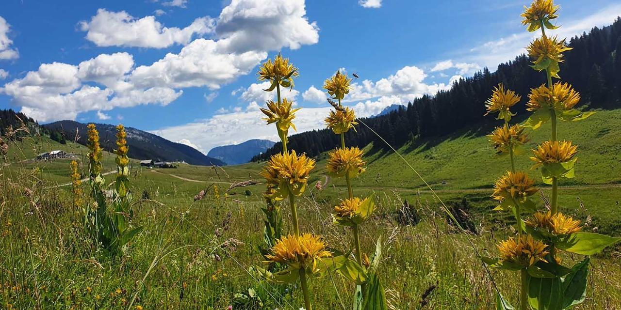 Gite Les Lanfiannes Thorens-Glières Eksteriør billede