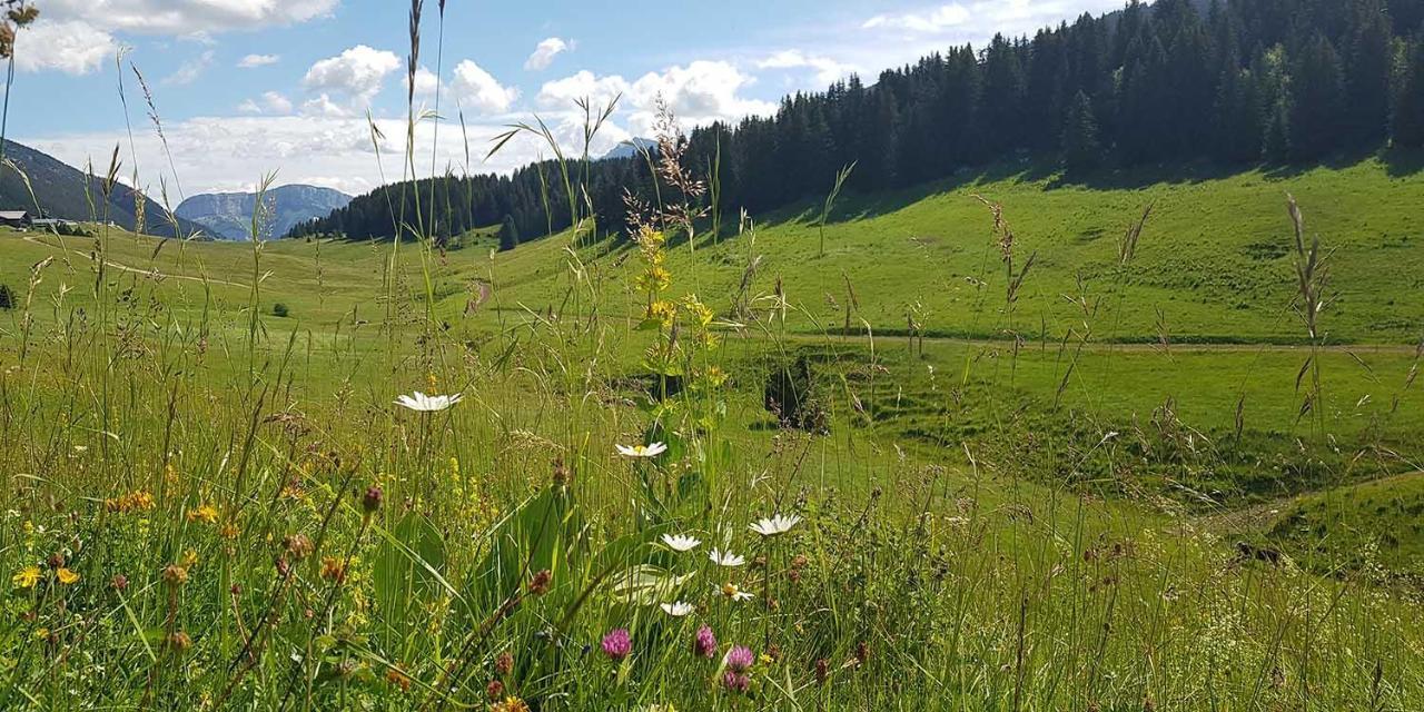Gite Les Lanfiannes Thorens-Glières Eksteriør billede